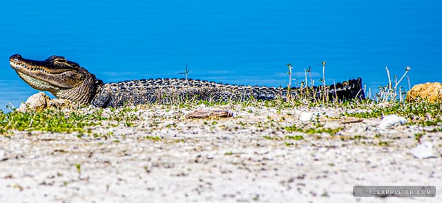 American alligator resting beside bright blue water