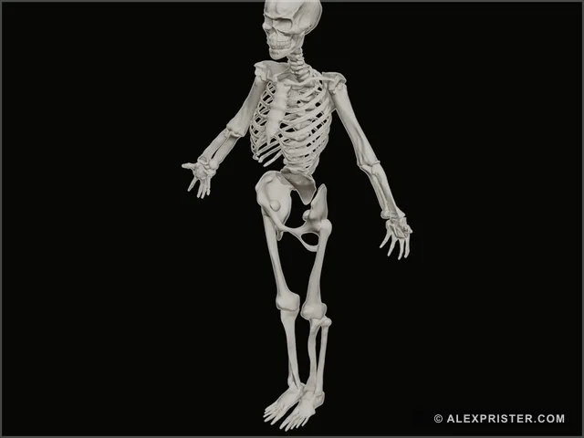 Full-body clay render of Alex Prister's human skeleton model