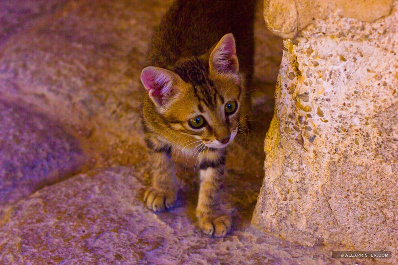 A small kitten peering out from a gap between warm stone walls
