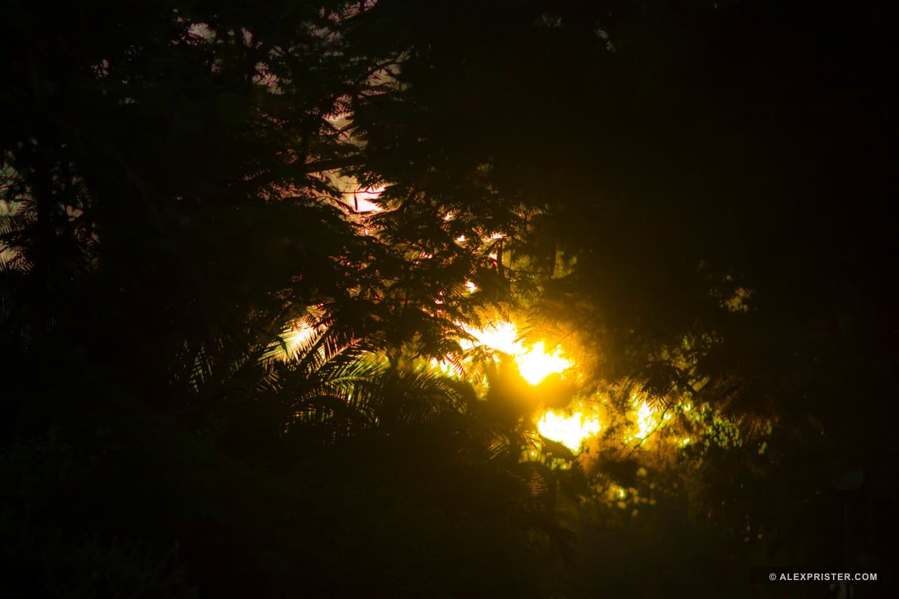 Sunlight breaking through dark tree branches and dense leaves